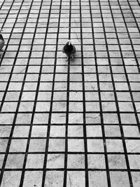 High angle view of pigeons on footpath