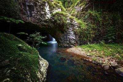 Stream flowing through forest