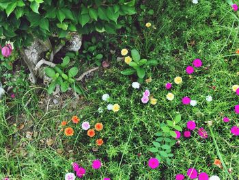 High angle view of flowers growing in field