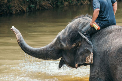 Low section of man sitting on elephant in river