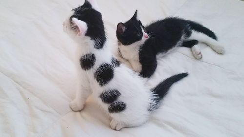 High angle view of kitten on bed