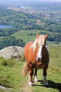 Large and powerful horses on the hill above the city of lourdes. photographed in early spring.