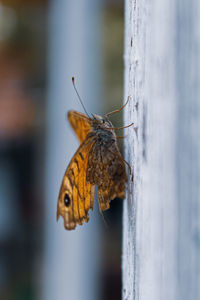 Butterfly on flower