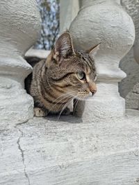 animal