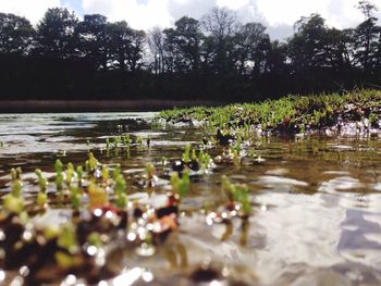 Surface level of grass growing by lake