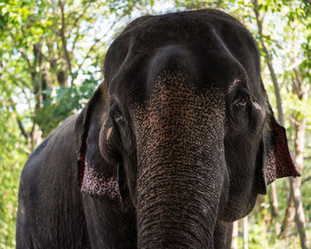 Closeup portrait of elephant in wild forest of thailand. it look at camera