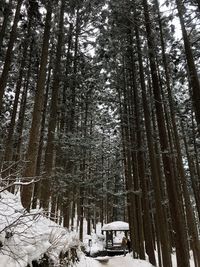 Pine trees in forest during winter