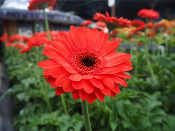 Close-up of red dahlia blooming outdoors
