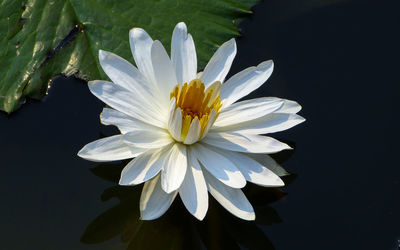 Close-up of white flower blooming against black background