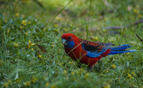 Close-up of bird perching on field