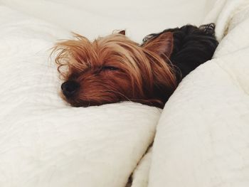 Close-up portrait of dog relaxing on bed