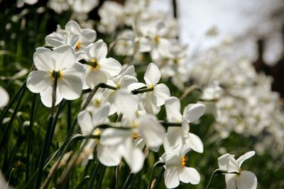 Close-up of white flowers