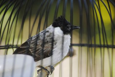 Close-up of bird perching on metal