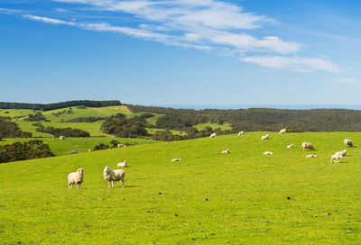 Sheep in a field