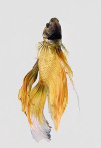 Close-up of siamese fighting fish against white background