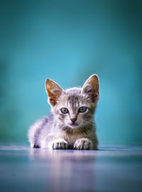 Portrait of kitten