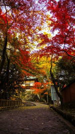 Trees by footpath during autumn