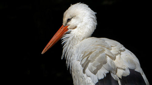 Close-up of a bird