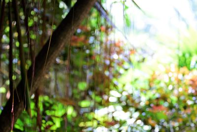 Close-up of tree trunk in forest