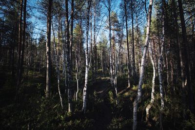 Panoramic shot of trees growing in forest