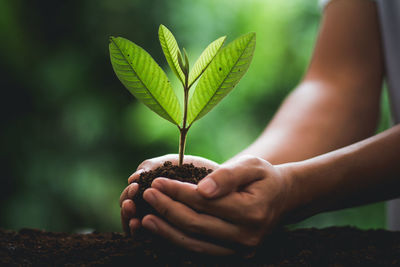 Close-up of human hand planting seedling in soil