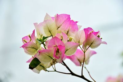 Close-up of pink flowers against sky