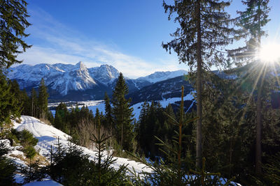 Trees in forest against sky during winter