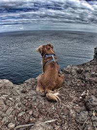 Dog standing on shore at seaside