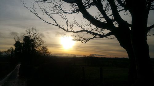 Sun shining through trees