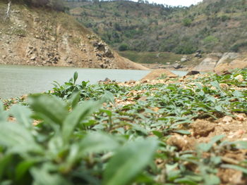 Plants growing on land