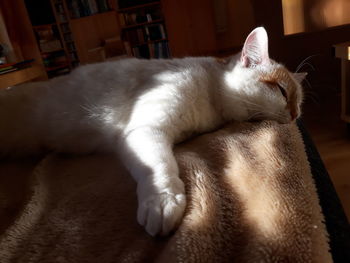 Close-up of cat sleeping at home