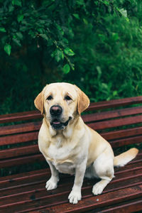Portrait of dog sitting on bench
