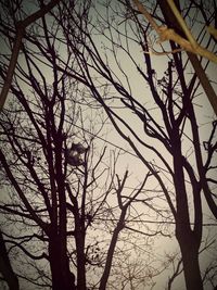 Low angle view of bare trees against sky at sunset