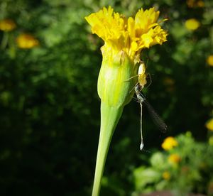 Close-up of insect on yellow flower