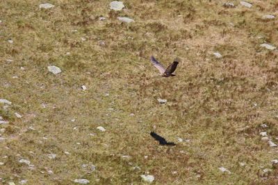 High angle view of bird flying over land