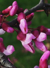 Close-up of pink flowers