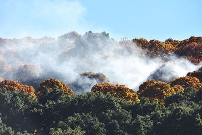 Scenic view of forest against sky