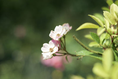 Close-up of cherry blossom on tree