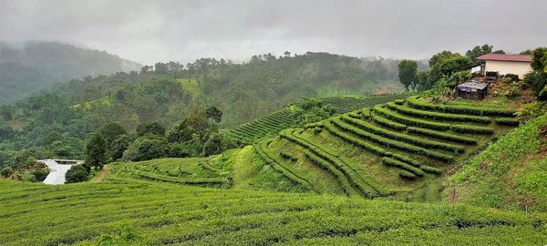 Scenic view of agricultural field against sky