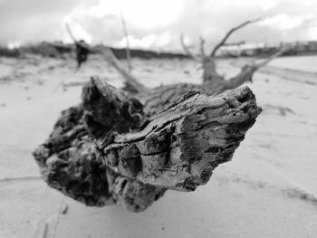 Close-up of driftwood on beach