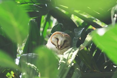 Cute faced barn owl perching on a branch, summertime of indian tropical rainforest