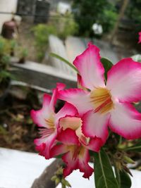 Close-up of pink flowers blooming outdoors