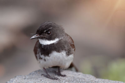 Close-up of bird perching on rock