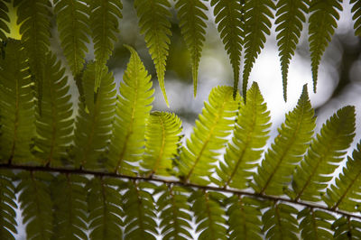Close-up of fern leaves