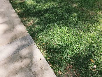 High angle view of plants growing on field