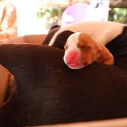 Close-up of dog sleeping on sofa at home