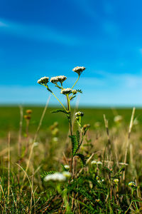 Close-up of plant growing on field against sky