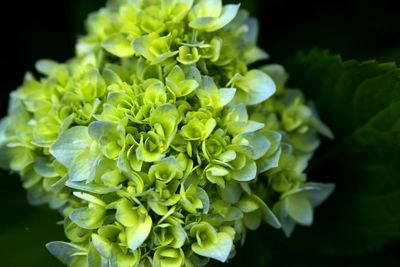 Close-up of flowers