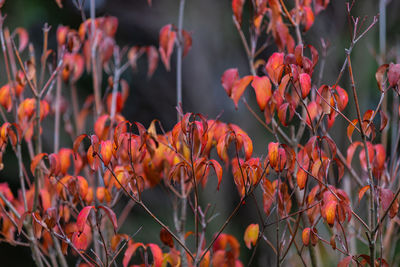 Close-up of red flowering plants