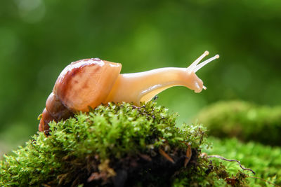 Close up brown snail creeps on the of the green moss